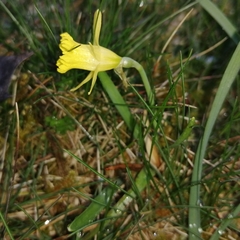 Narcissus minor asturiensis