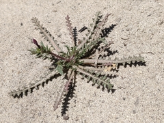 Gilia tenuiflora