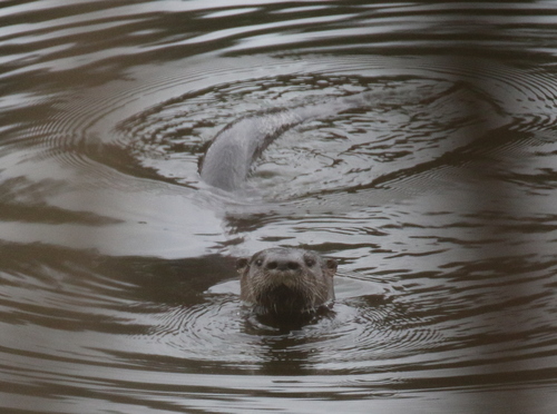 North American River Otter photographed in West Virginia