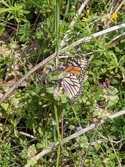 Danaus plexippus