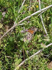 Danaus plexippus