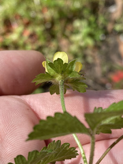 Potentilla indica