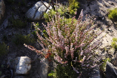 Erica articularis