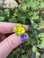 Potentilla indica