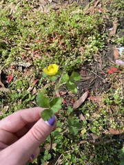 Potentilla indica