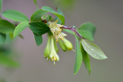Lonicera stenantha