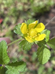 Potentilla indica