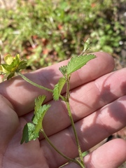 Potentilla indica