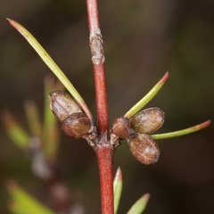 Coprosma intertexta