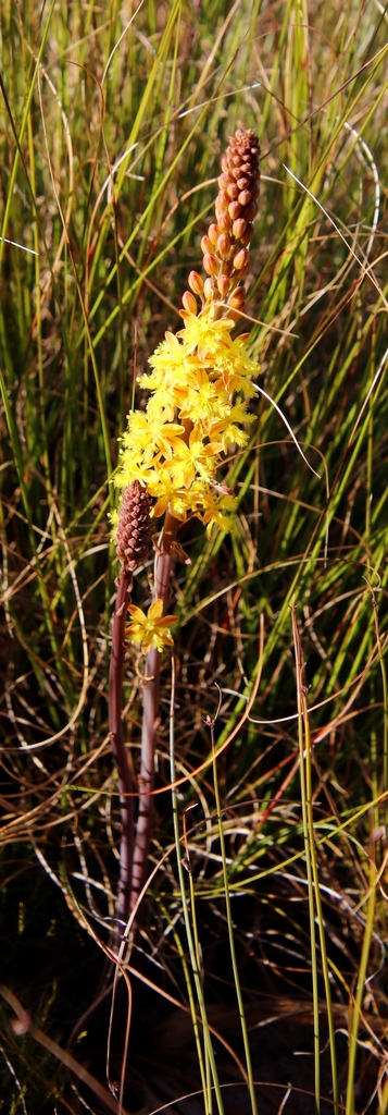 Bulbine cepacea, MIddagsberg, Kleindrakenstein, Hawekwas Nature Reserve, above Wildepaardejagrivier