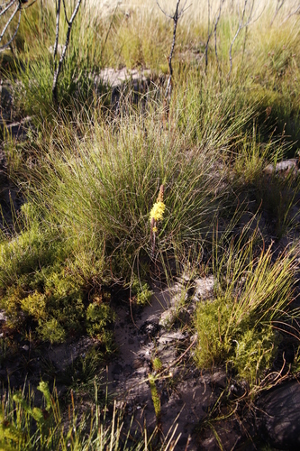 Bulbine cepacea