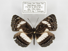 Neptis continuata