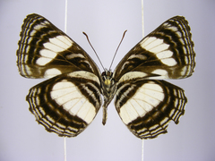 Neptis continuata