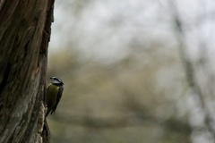 Cyanistes caeruleus