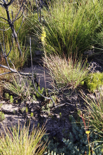 Bulbine cepacea