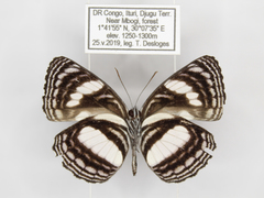 Neptis continuata