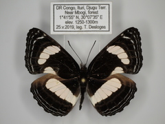 Neptis continuata