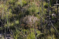 Erica articularis