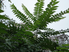 Ailanthus altissima