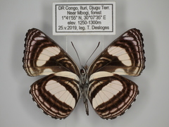 Neptis continuata