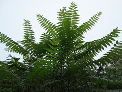 Ailanthus altissima