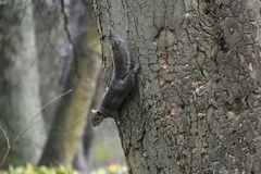 Sciurus carolinensis