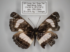 Neptis continuata