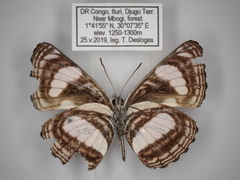 Neptis continuata