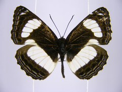Neptis continuata
