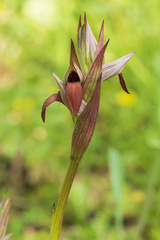 Serapias strictiflora