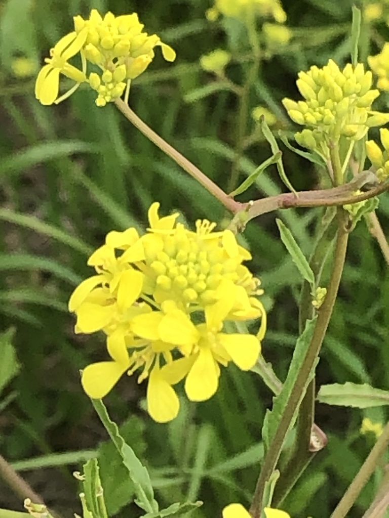 annual bastard cabbage from Oak Point Park & Nature Preserve, Plano, TX