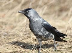 Corvus monedula