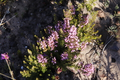 Erica nudiflora
