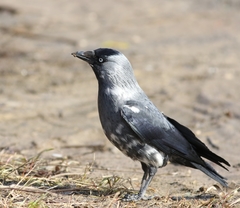 Corvus monedula