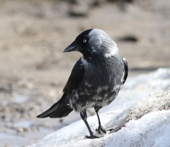 Corvus monedula