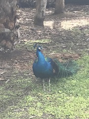 Pavo cristatus × muticus