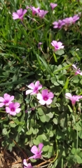 Oxalis articulata rubra