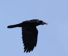 Corvus frugilegus