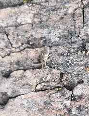 Entomobrya superba
