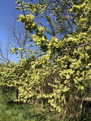 Ulmus minor