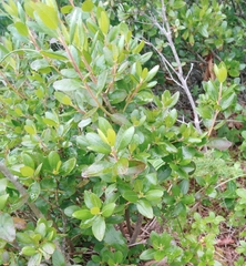 Rhododendron sichotense