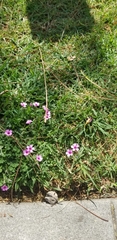 Oxalis articulata rubra