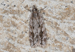 Scoparia emmetropis
