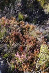 Erica lateralis