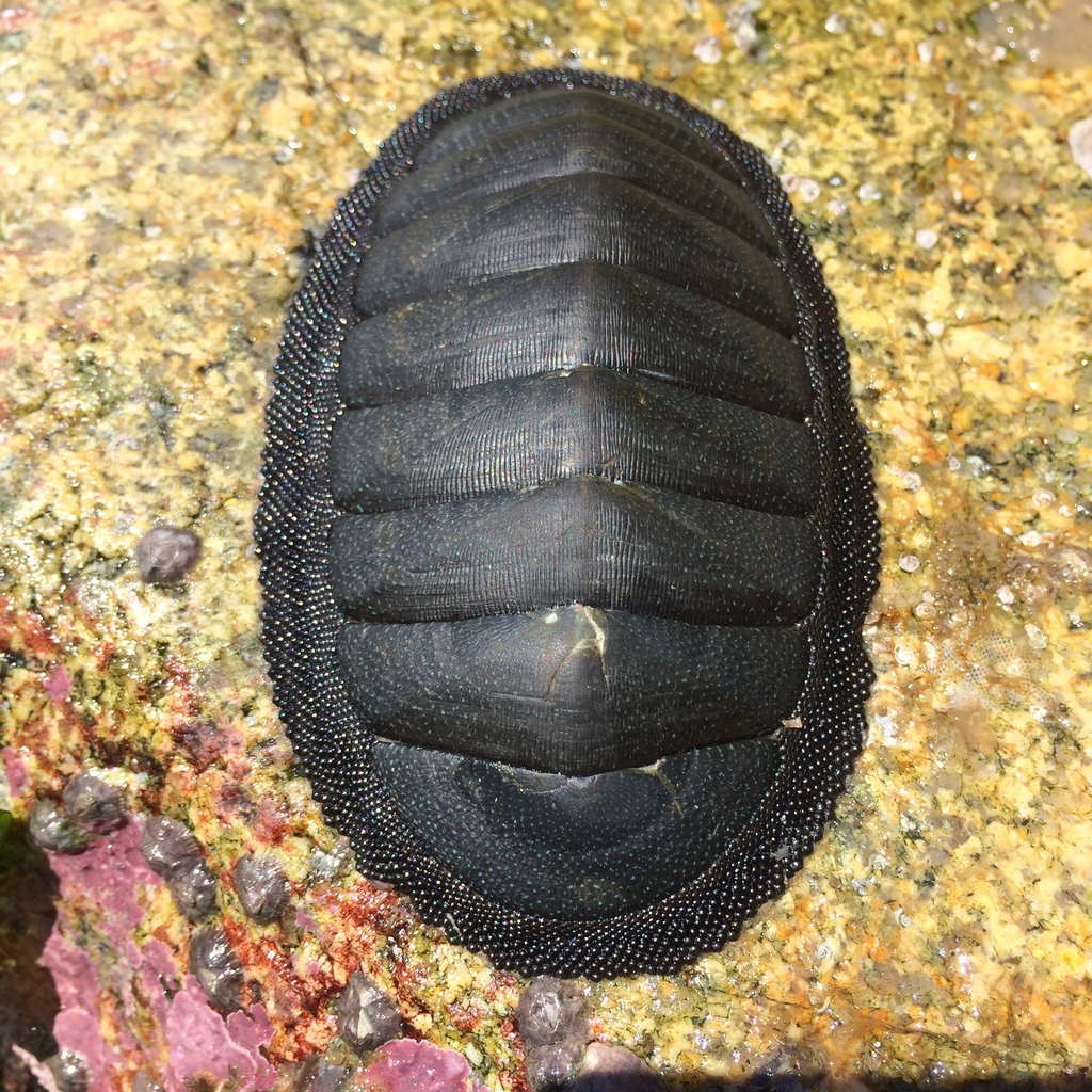 chiton sp