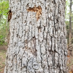 Quercus similis