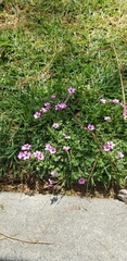 Oxalis articulata rubra