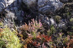 Erica lateralis