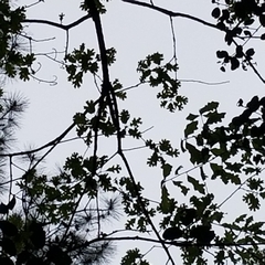 Quercus similis