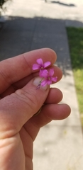 Oxalis articulata rubra